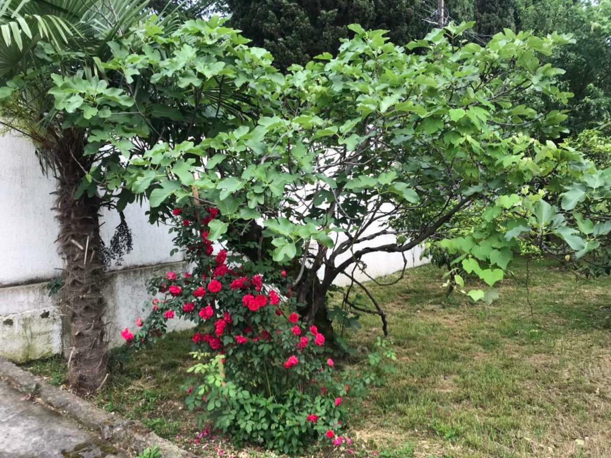 Guest House Dali Gagra Esterno foto